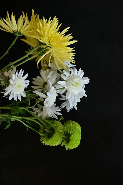 Красивые Хризантемы Цветы Закрыть — стоковое фото