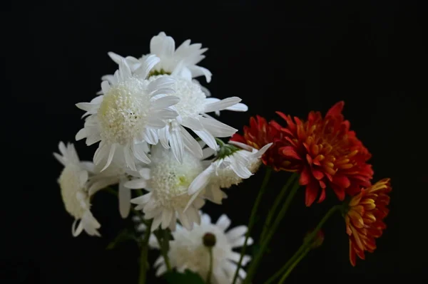 Beautiful Chrysanthemum Flowers Close — Stock Photo, Image