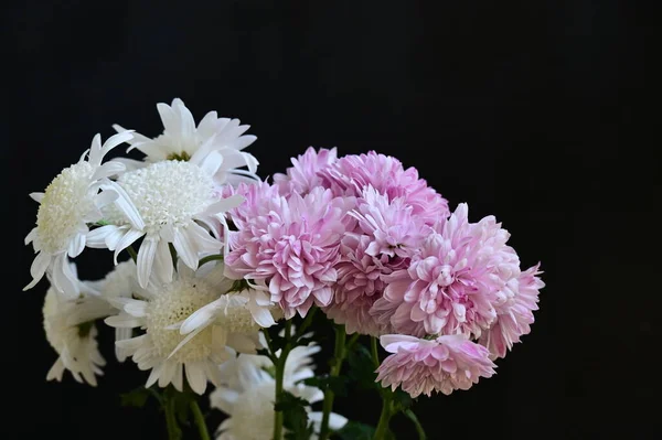 Vackra Krysantemum Blommor Närbild — Stockfoto