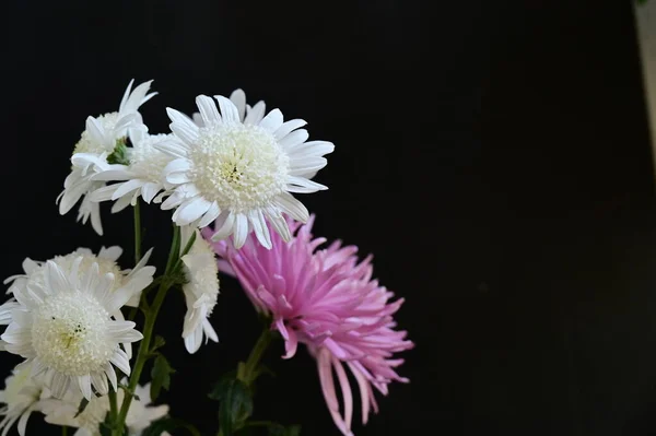 stock image beautiful  chrysanthemum  flowers, close up