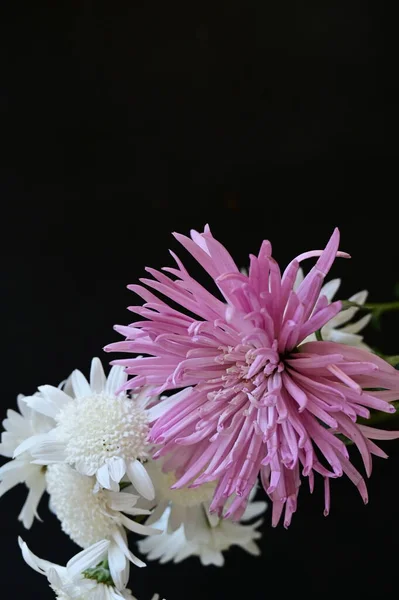 Piękne Chryzantemy Kwiaty Zbliżenie — Zdjęcie stockowe