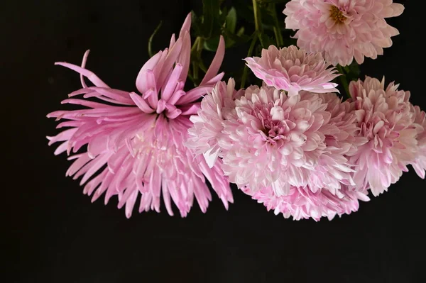 Hermosas Flores Crisantemo Cerca — Foto de Stock