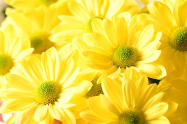 güzel sonbahar çiçekler, yakın çekim