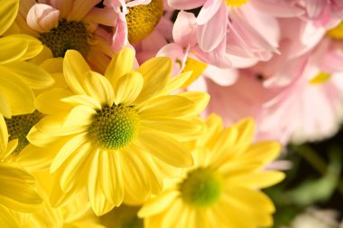 güzel sonbahar çiçekler, yakın çekim