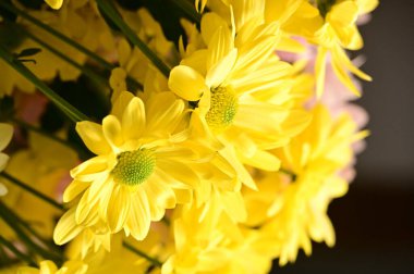 güzel sonbahar çiçekler, yakın çekim