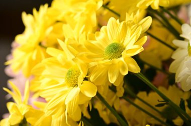 güzel sonbahar çiçekler, yakın çekim