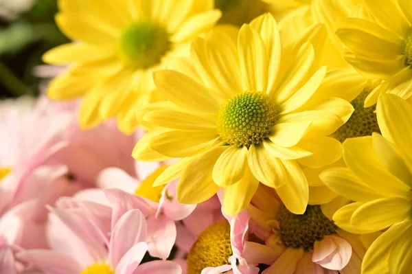 Stock image beautiful  autumn  flowers, close up