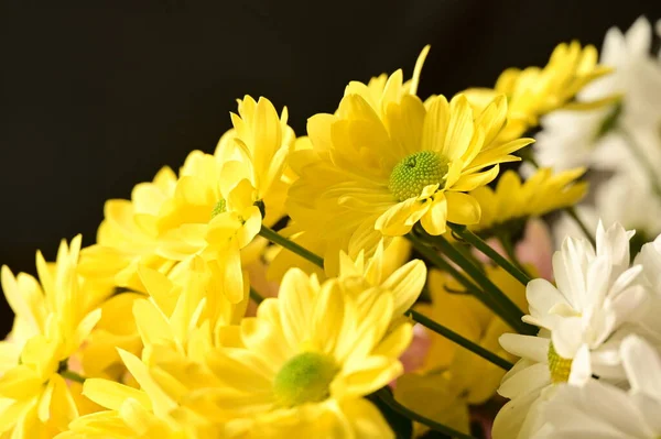 Krásné Podzimní Květiny Zblízka — Stock fotografie