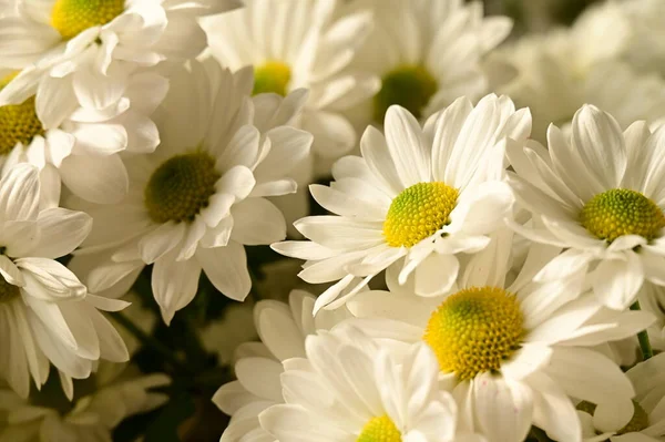 Красиві Осінні Квіти Крупним Планом — стокове фото