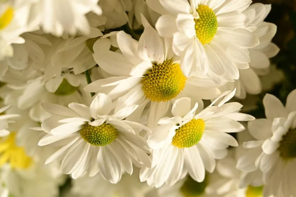 Vackra Höst Blommor Närbild — Stockfoto