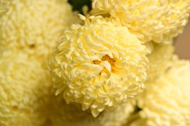 güzel sonbahar çiçekler, yakın çekim