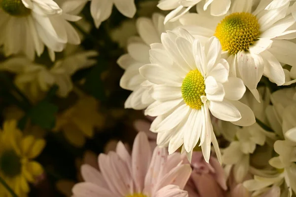 Krásné Podzimní Květiny Zblízka — Stock fotografie