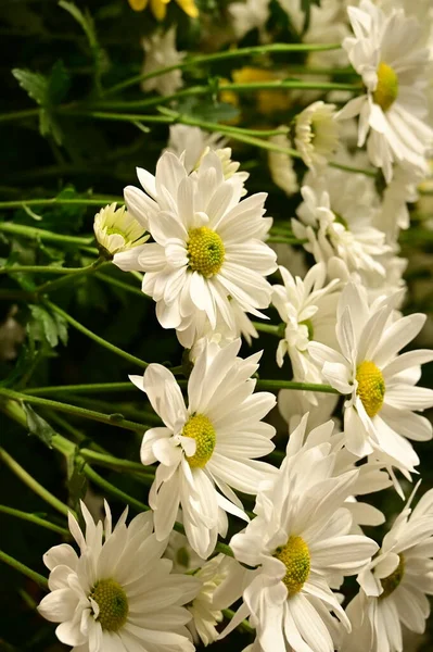 Ωραία Φθινοπωρινά Λουλούδια Κοντινό Πλάνο — Φωτογραφία Αρχείου