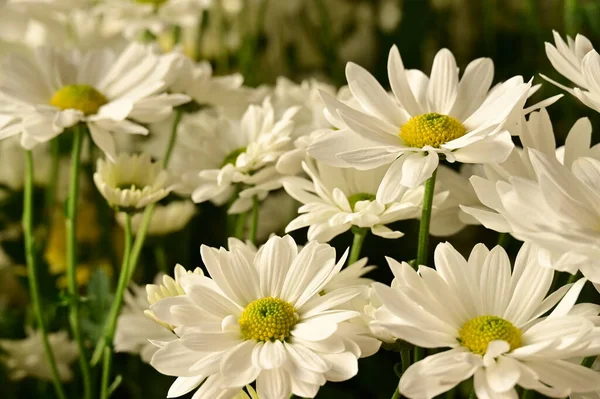 Hermosas Flores Otoño Cerca —  Fotos de Stock