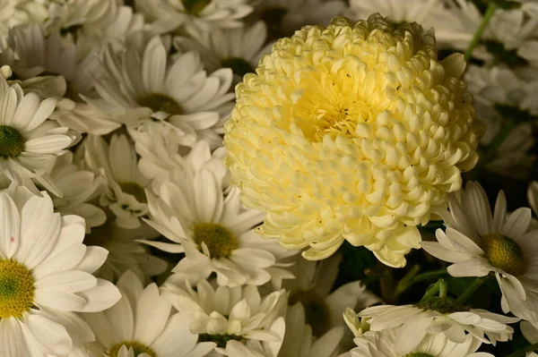 Ωραία Φθινοπωρινά Λουλούδια Κοντινό Πλάνο — Φωτογραφία Αρχείου