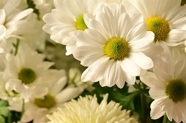 Vackra Höst Blommor Närbild — Stockfoto