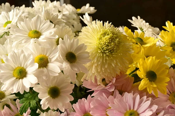 stock image beautiful  autumn  flowers, close up