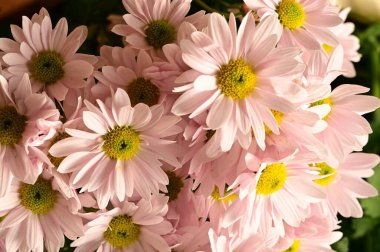 güzel sonbahar çiçekler, yakın çekim