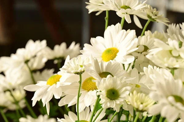 Όμορφα Φθινοπωρινά Χρυσάνθεμα Λουλούδια Κοντά — Φωτογραφία Αρχείου