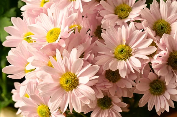 Piękne Jesienne Chryzantemy Kwiaty Zbliżenie — Zdjęcie stockowe