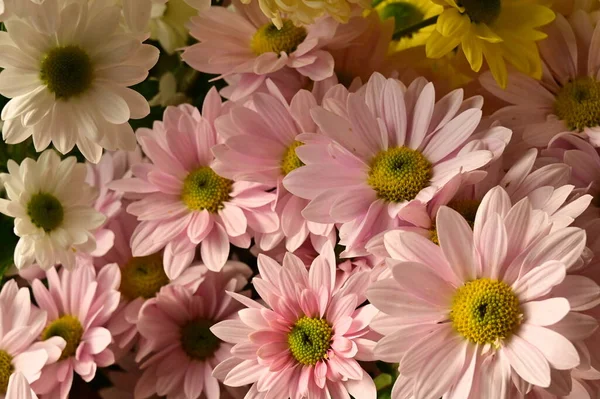 Hermosas Flores Crisantemo Otoño Cerca — Foto de Stock