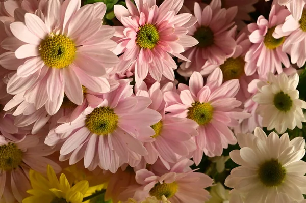 Hermosas Flores Crisantemo Otoño Cerca — Foto de Stock