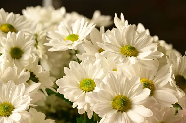 아름다운 꽃들이 — 스톡 사진
