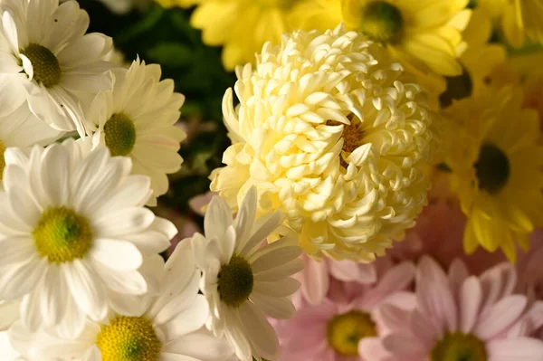 Vacker Höst Krysantemum Blommor Närbild — Stockfoto