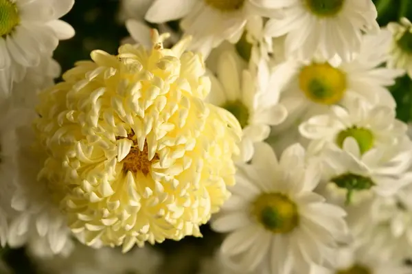 Belles Fleurs Chrysanthème Automne Gros Plan — Photo