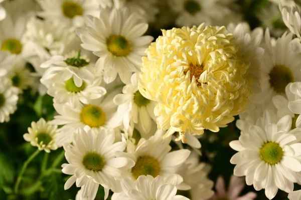 Belles Fleurs Chrysanthème Automne Gros Plan — Photo