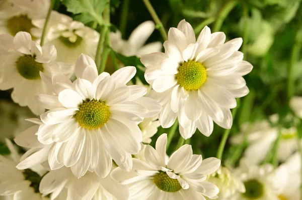 아름다운 꽃들이 — 스톡 사진