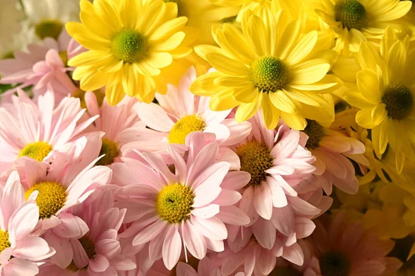 Piękne Jesienne Kwiaty Bliska — Zdjęcie stockowe