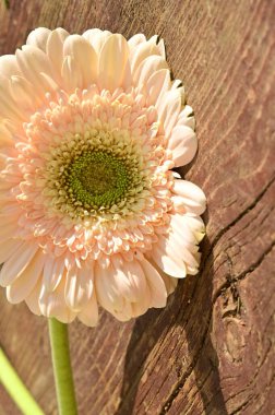 Güzel Gerbera ahşap arka planda, yakın plan