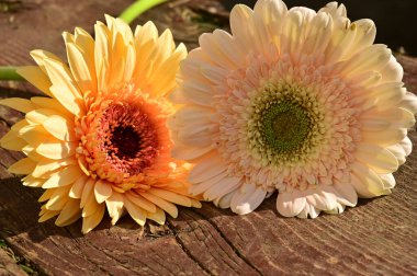 Güzel gerberalar ahşap arka planda, yakın plan