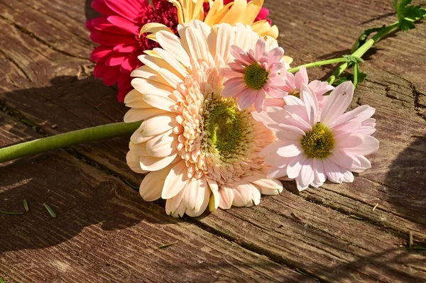 Красиві Квіти Гербери Дерев Яному Столі — стокове фото