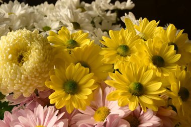 güzel sonbahar çiçekler, yakın çekim