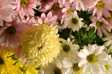 Güzel kasımpatılara, çiçeklere yakın çekim