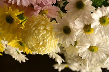 Güzel kasımpatılara, çiçeklere yakın çekim