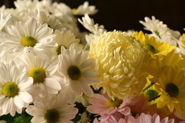 Güzel kasımpatılara, çiçeklere yakın çekim