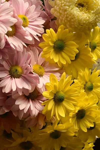 Belles Fleurs Automne Gros Plan — Photo
