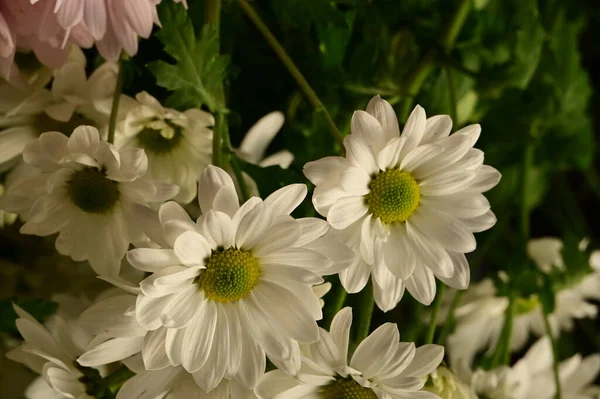 stock image beautiful  autumn  flowers, close up