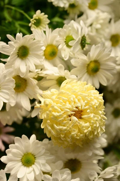 Närbild Vackra Krysantemum Blommor — Stockfoto