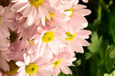 Güzel kasımpatılara, çiçeklere yakın çekim