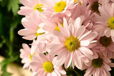 Güzel kasımpatılara, çiçeklere yakın çekim