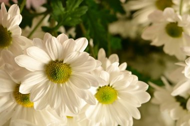 Güzel kasımpatılara, çiçeklere yakın çekim