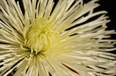 Güzel kasımpatı çiçeğine yaklaş.