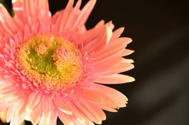 güzel gerbera çiçek üzerinde beyaz izole