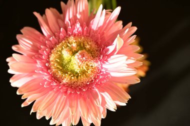 güzel gerbera çiçek üzerinde beyaz izole