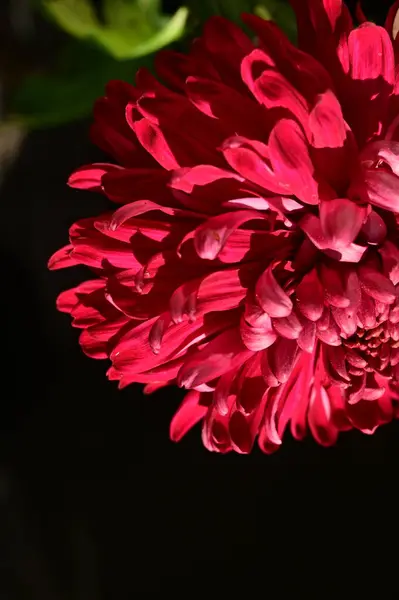 Güzel Kasımpatı Çiçeğine Yaklaş — Stok fotoğraf