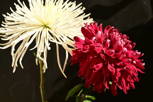 Güzel Kasımpatılara Çiçeklere Yakın Çekim — Stok fotoğraf